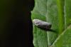 Cadrezzate (Varese): Metcalfa pruinosa