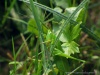 Cadrezzate (Varese): Cavalletta Ruspolia nitidula