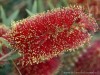 Milano: Callistemon citrinus a Orticola 2016