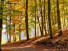 Campiglia Cervo (Biella): Colori autunnali nel bosco sopra al Santuario di San Giovanni di Andorno