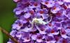 Campiglia Cervo (Biella, Italy): Misumena vatia on Buddleja davidii