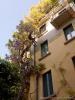 Milano: Flowering large glycine in the court of House Campanini