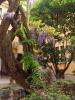 Mailand: Flowering glycine in the court of House Campanini