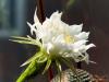 Milan (Italy): Echinopsis flower