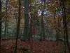 Biella (Italy): Autumn woods near the Sanctuary of Oropa