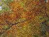 Panoramica Zegna (Biella): Alberi colorati d' autunno