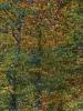 Panoramica Zegna (Biella): I colori del bosco in autunno