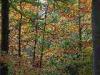 Panoramic Road Zegna (Biella, Italy): Autumn trees