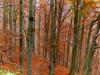 Campiglia / San Paolo Cervo (Biella, Italy): Beech woods in autumn 