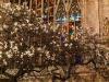 Milano: Flowering magnolia with illuminated window of the Duomo in the background