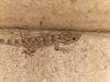 Milan (Italy): European common gecko (Tarentola mauritanica)