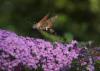 Cadrezzate (Varese): Macroglossum stellatarum su Buddleja