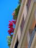 Milano: Colori della primavera nelle piante su una terrazza nel Quadrilatero del Silenzio