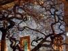 Milano: Una delle due magnolie dietro al Duomo con la Rinascente sullo sfondo