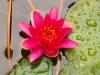 Milan (Italy): Pink water lily at Orticola 2018