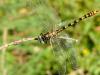 Cadrezzate (Varese): Onychogomphus forcipatus maschio