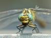 Cadrezzate (Varese, Italy): Portrait of Onychogomphus forcipatus