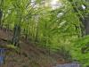 Biella (Italy): Spring woods on the street to the  Sanctuary of Oropa