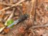 Cadrezzate (Varese): Verosimilmente maschio di Orthetrum coerulescens 