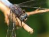 Cadrezzate (Varese, Italy): Probably male Orthetrum coerulescens