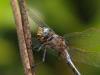 Cadrezzate (Varese, Italy): Most probably male Orthetrum coerulescens from the side
