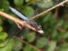 Cadrezzate (Varese): Verosimilmente maschio di Orthetrum coerulescens dall'alto