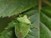 Cadrezzate (Varese, Italy): Adult Palomena prasina