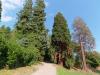 Burcina Park in Pollone (Biella. Italy): Exotic trees