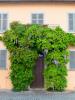 Pella (Novara, Italy): Front door with wisteria on the lakefront