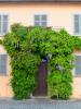 Pella (Novara, Italy): Front door with wisteria on the lakefront