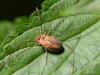 Cadrezzate (Varese): Close up di femmina di Phalangium opilio 