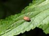 Cadrezzate (Varese, Italy): Female Phalangium opilio