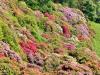 Pollone (Biella, Italy): Multicolored bushes of rhododendrons in the Burcina Park