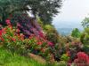 Pollone (Biella): Cespugli variopinti di rododendri nel Parco Burcina