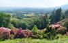 Pollone (Biella): Vista sulla pianura incorniciata da rododendri in fiore nel Parco Burcina