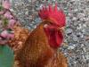 Quittengo fraction of Campiglia Cervo (Biella, Italy): Rooster