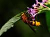 Cadrezzate (Varese): Volucella zonaria su Buddleja davidii