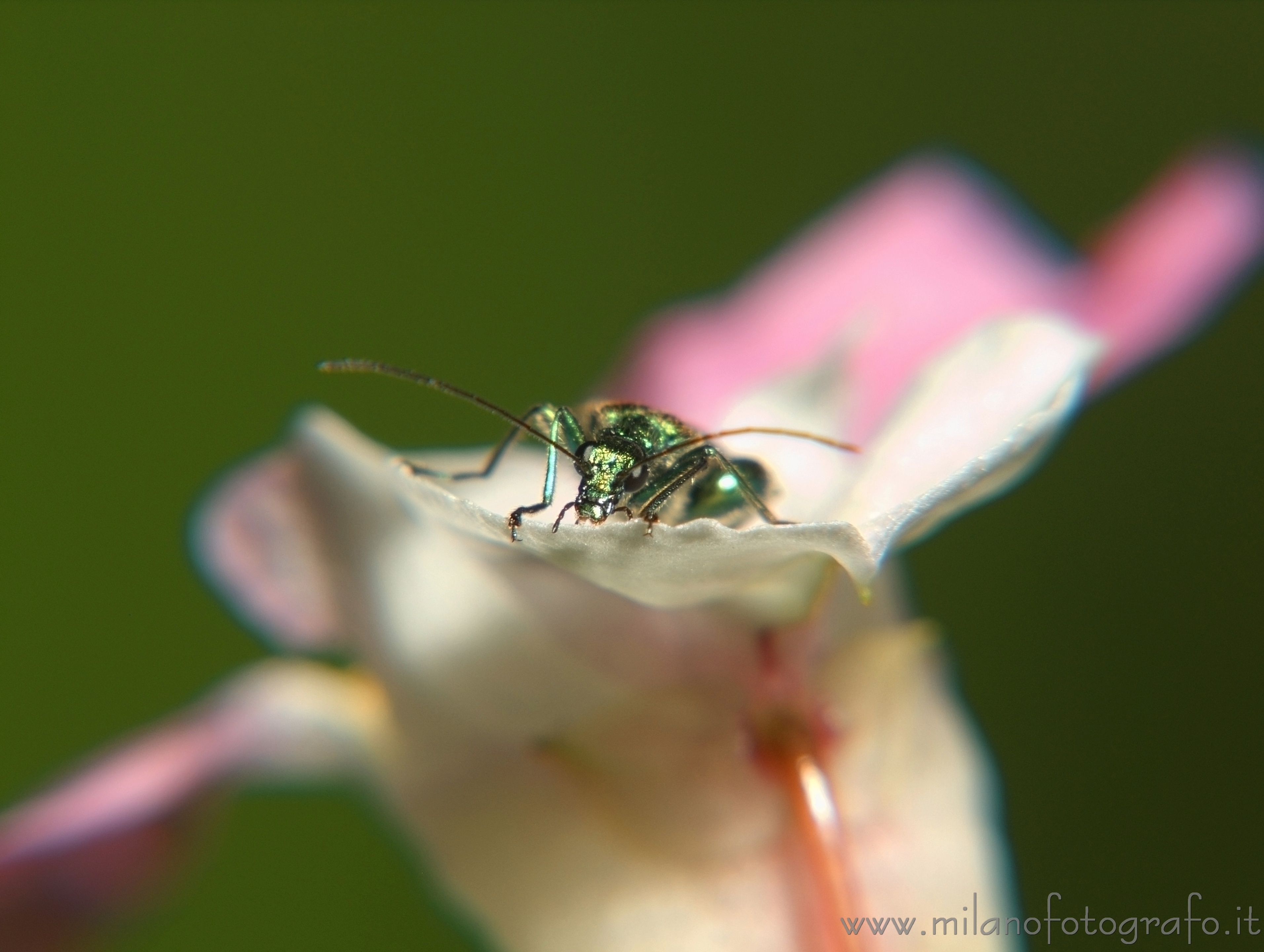 Cadrezzate (Varese): Oedemera nobilis su fiore - Cadrezzate (Varese)