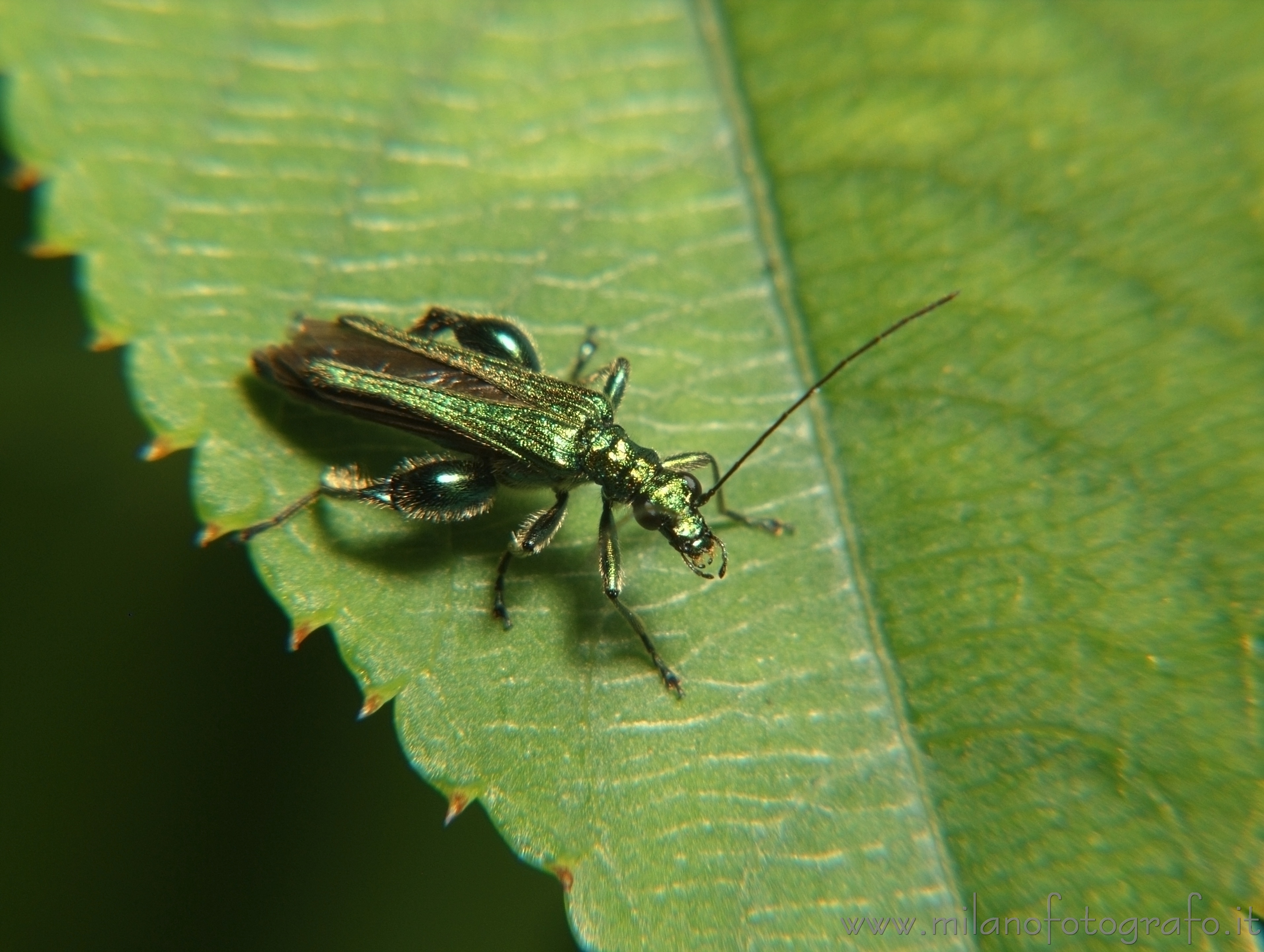 Cadrezzate (Varese): Oedemera nobilis - Cadrezzate (Varese) Cadrezzate (Varese): Oedemera nobilis - Cadrezzate (Varese)