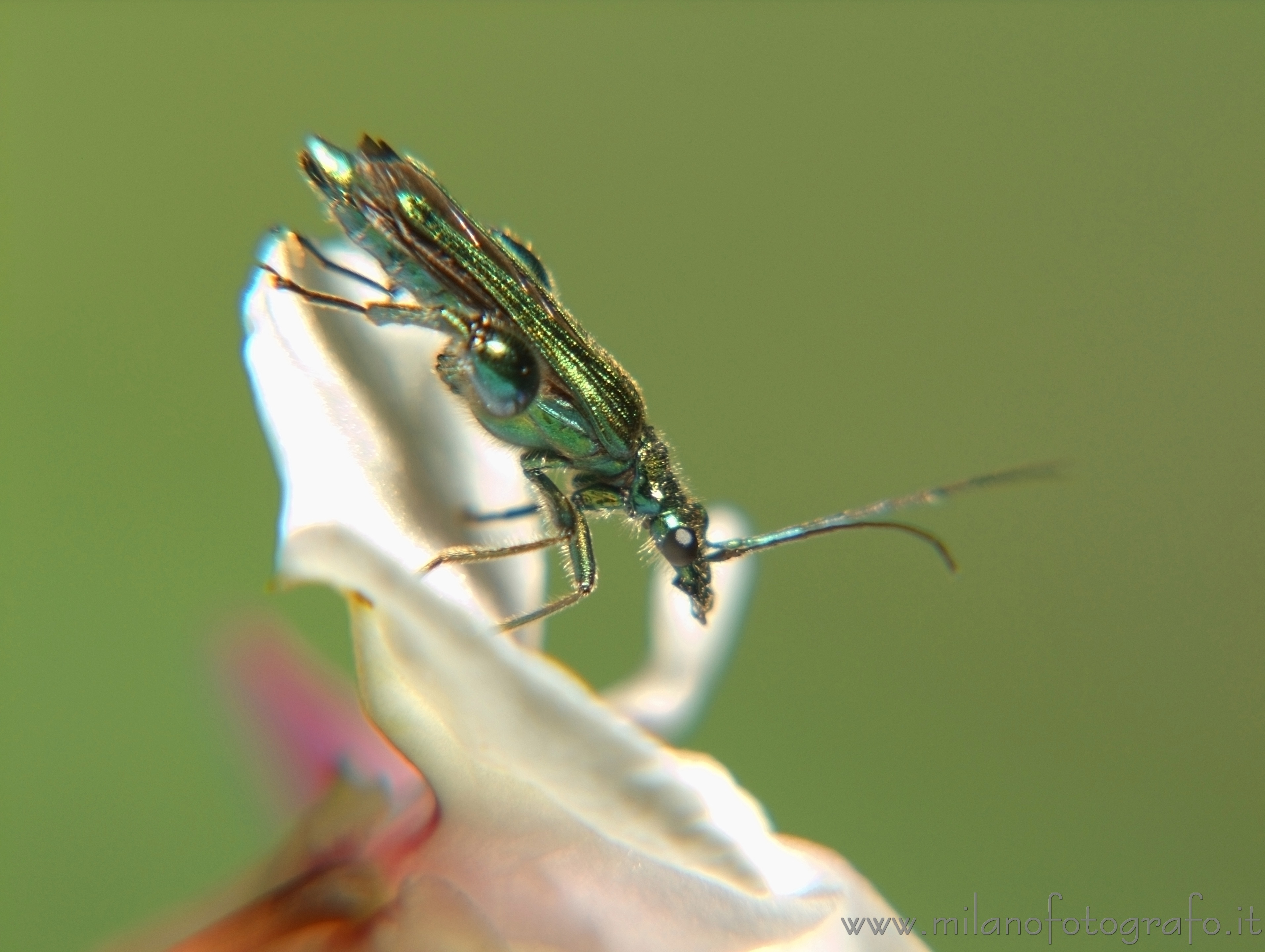 Cadrezzate (Varese): Oedemera nobilis di profilo - Cadrezzate (Varese)