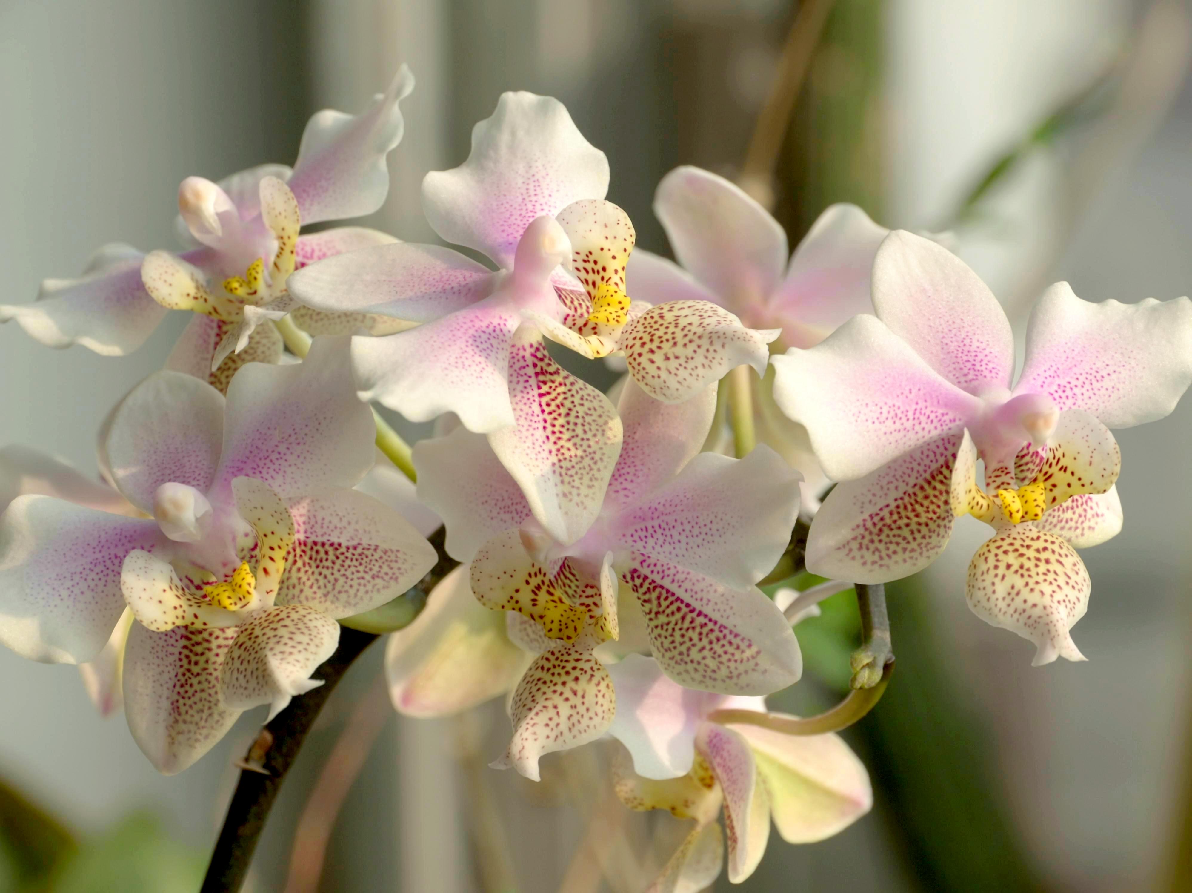 Milan (Italy): Phalenopsis flowers - Milan (Italy)