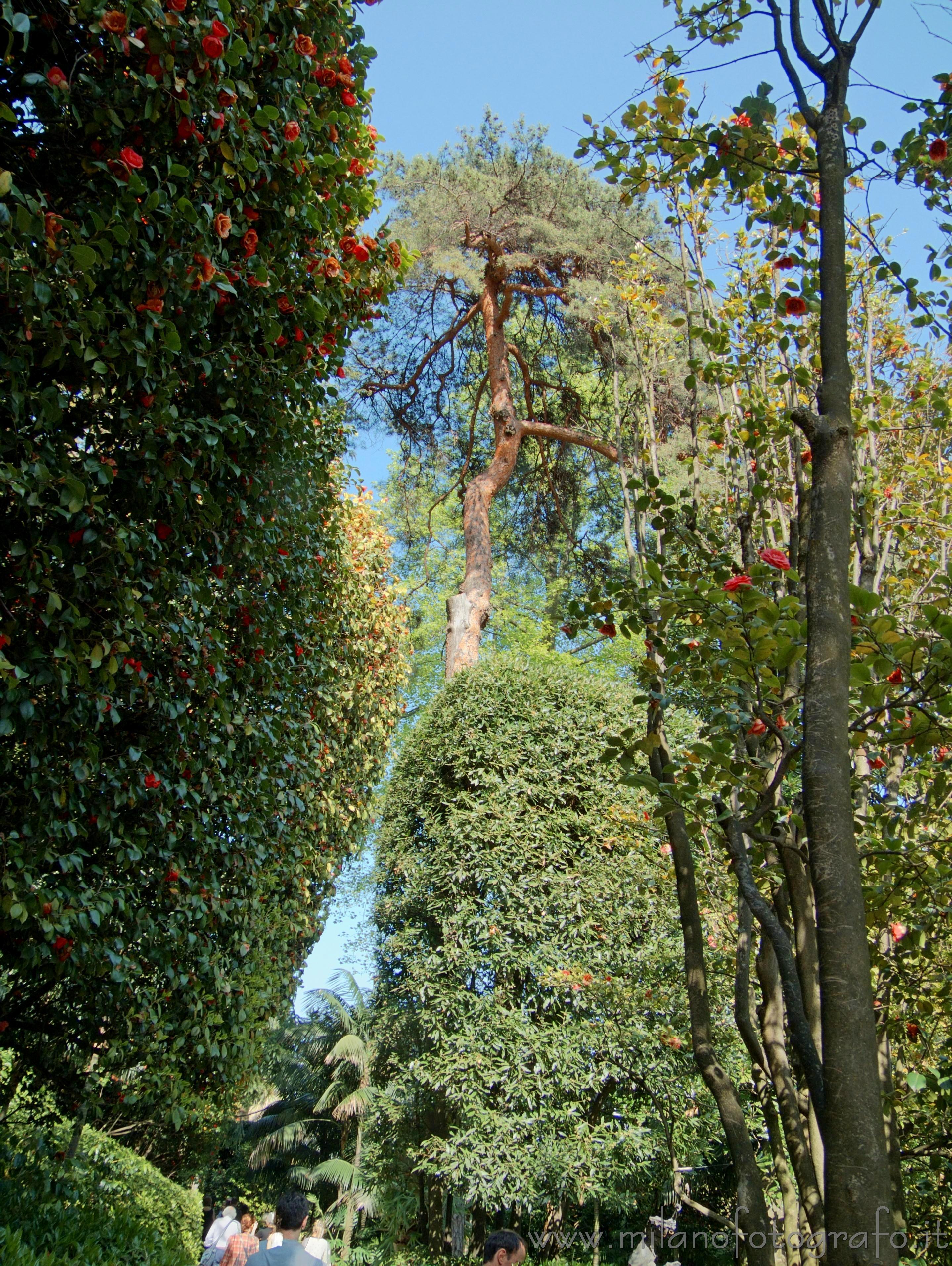 Tremezzo (Como): Parte del parco di Villa Carlotta - Tremezzo (Como)