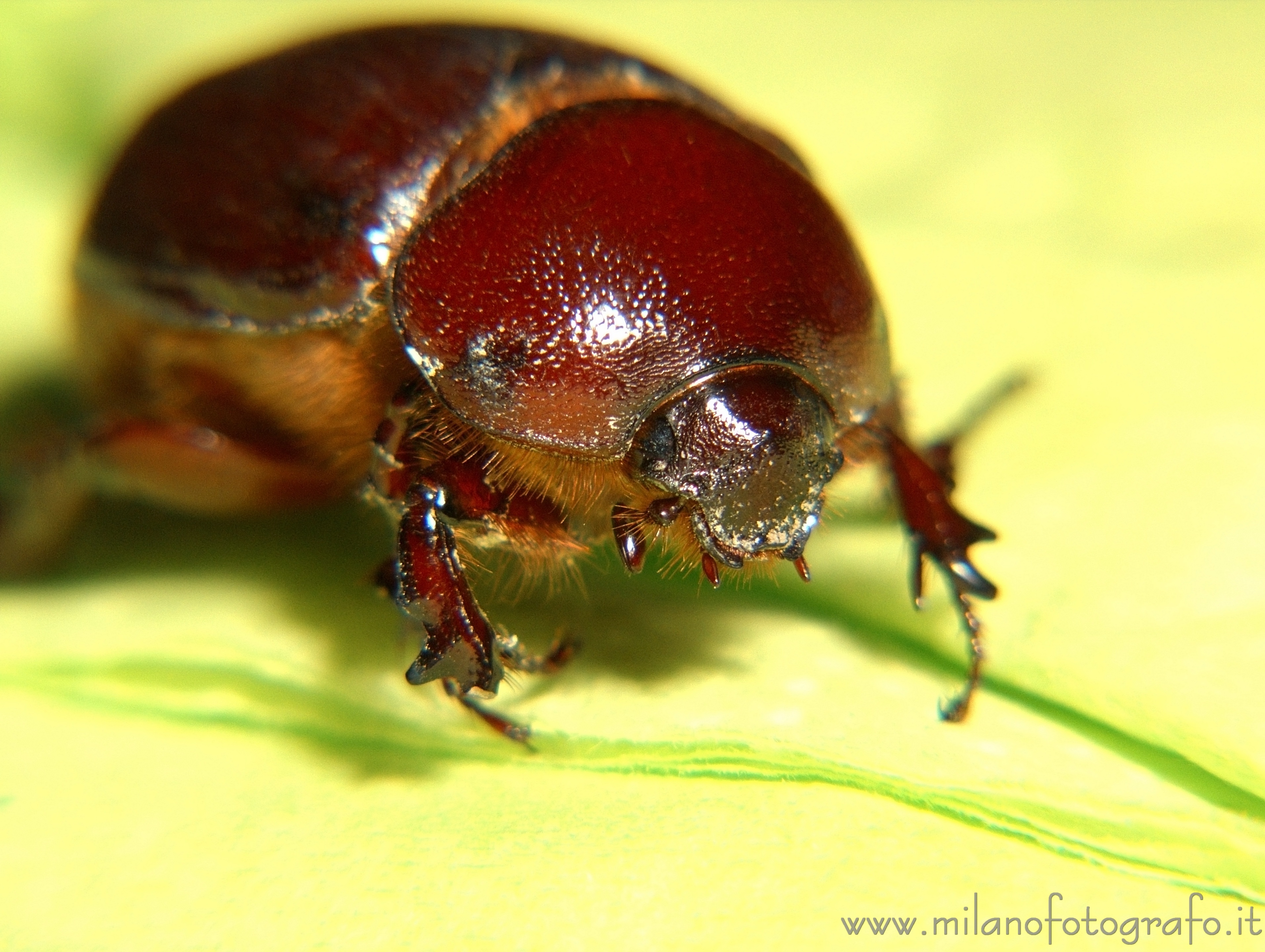 Giurdignano (Lecce): Female Phyllognathus excavatus - Giurdignano (Lecce)