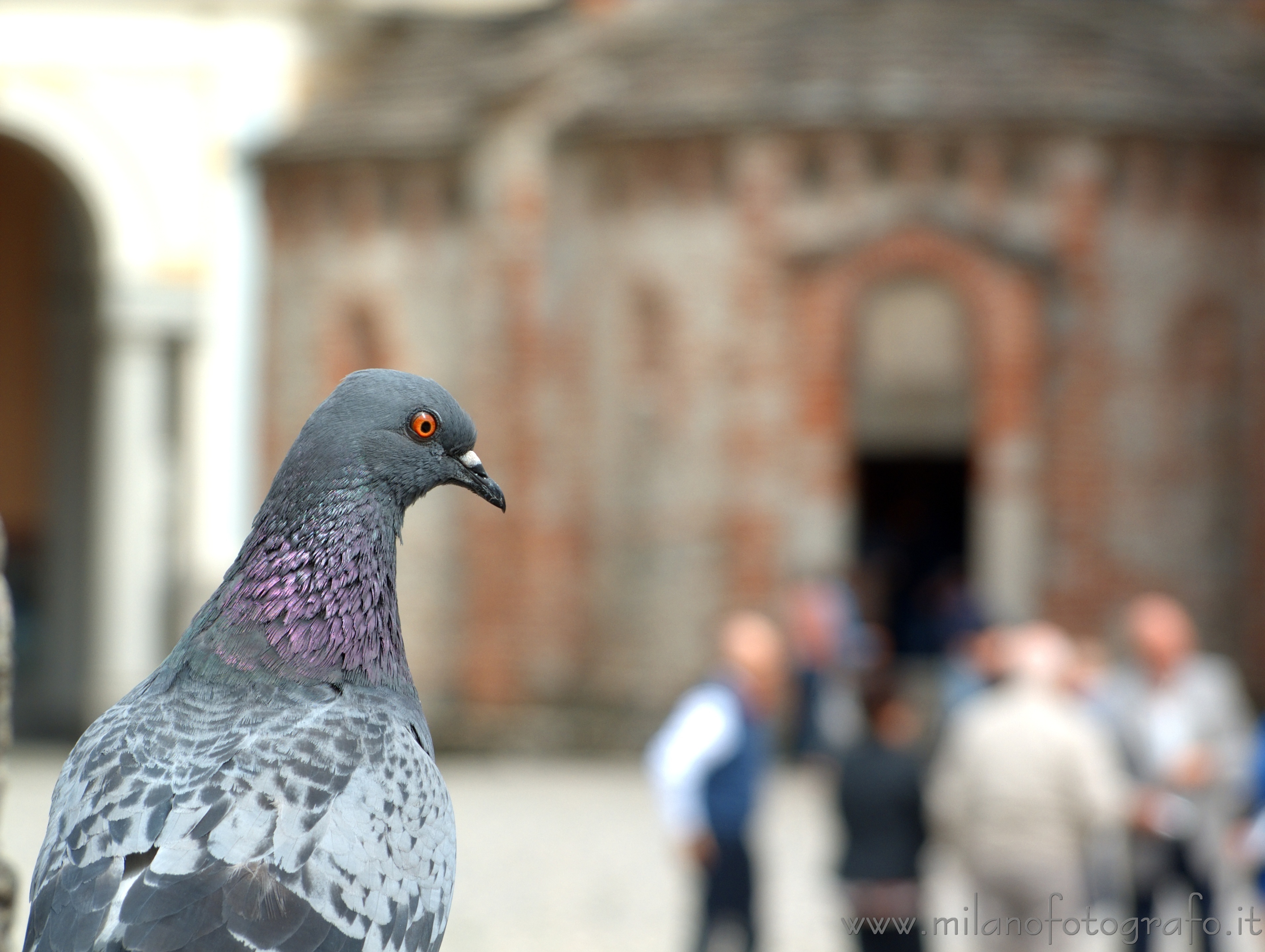 Biella (Italy): Pigeon with the baptistery of the Cathedral of Biella in the background - Biella (Italy)