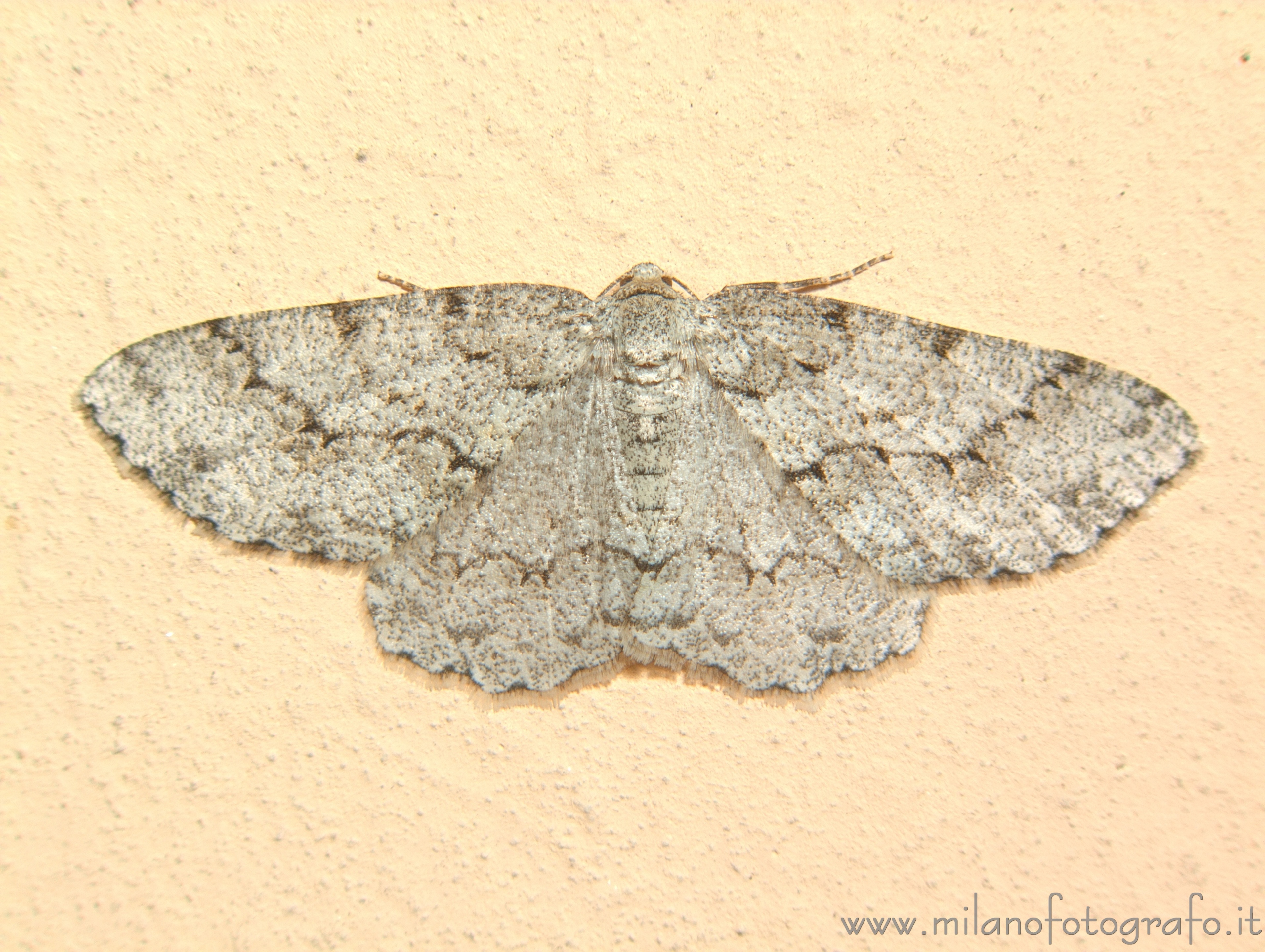 Campiglia Cervo (Biella, Italy): Small moth - Campiglia Cervo (Biella, Italy)