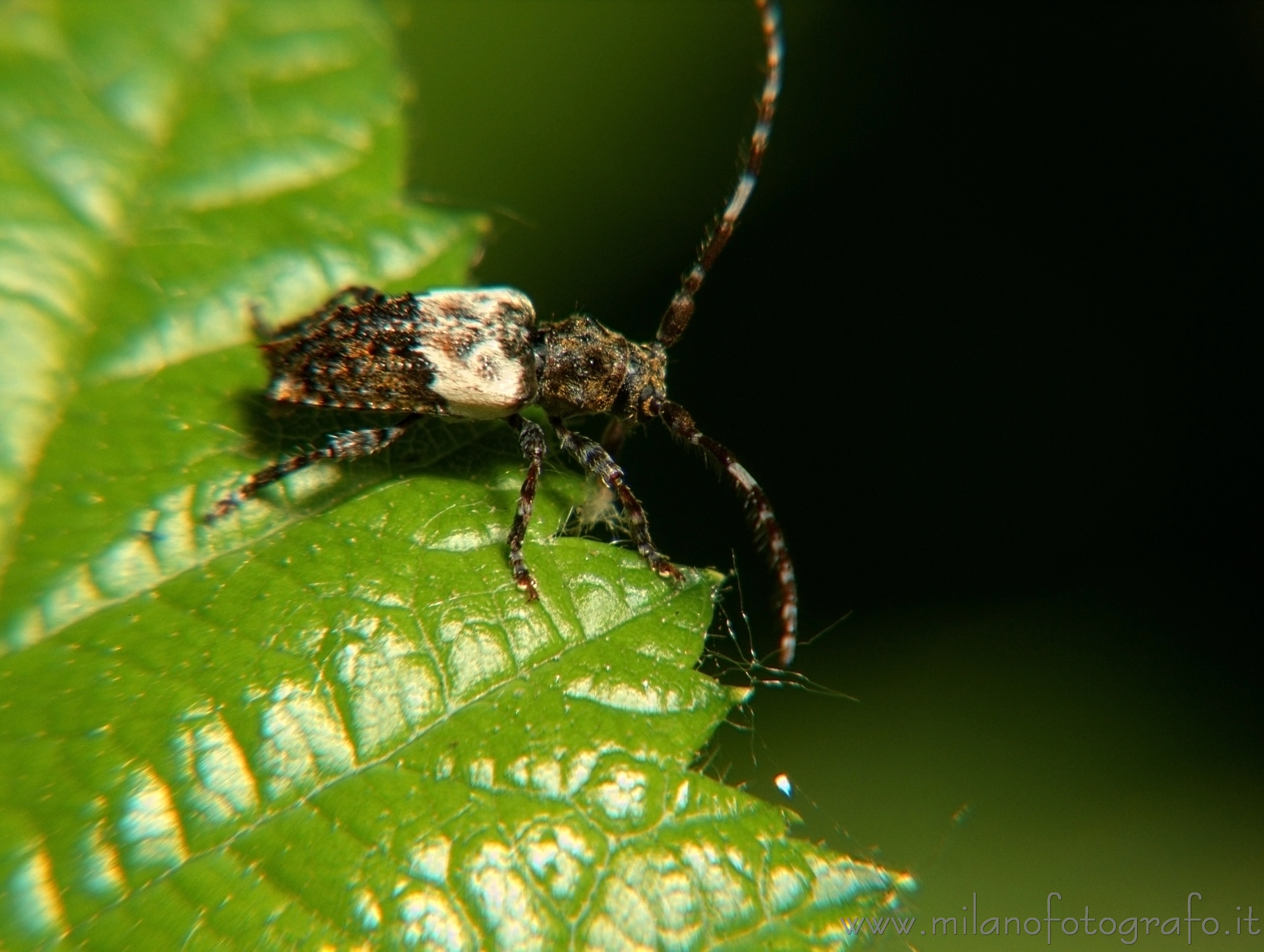 Cadrezzate (Varese, Italy): Pogonocherus hispidulus - Cadrezzate (Varese, Italy)