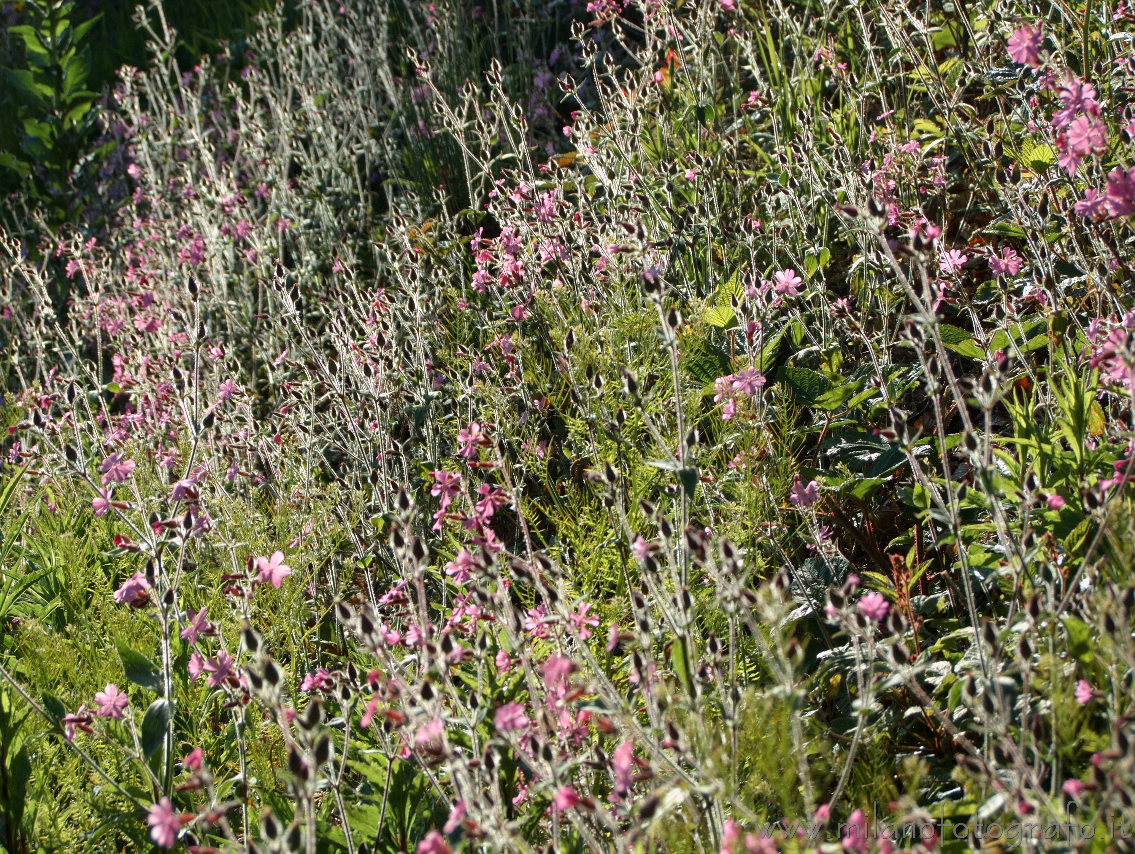 Rosazza (Biella, Italy): Meadow full of small flowers - Rosazza (Biella, Italy)