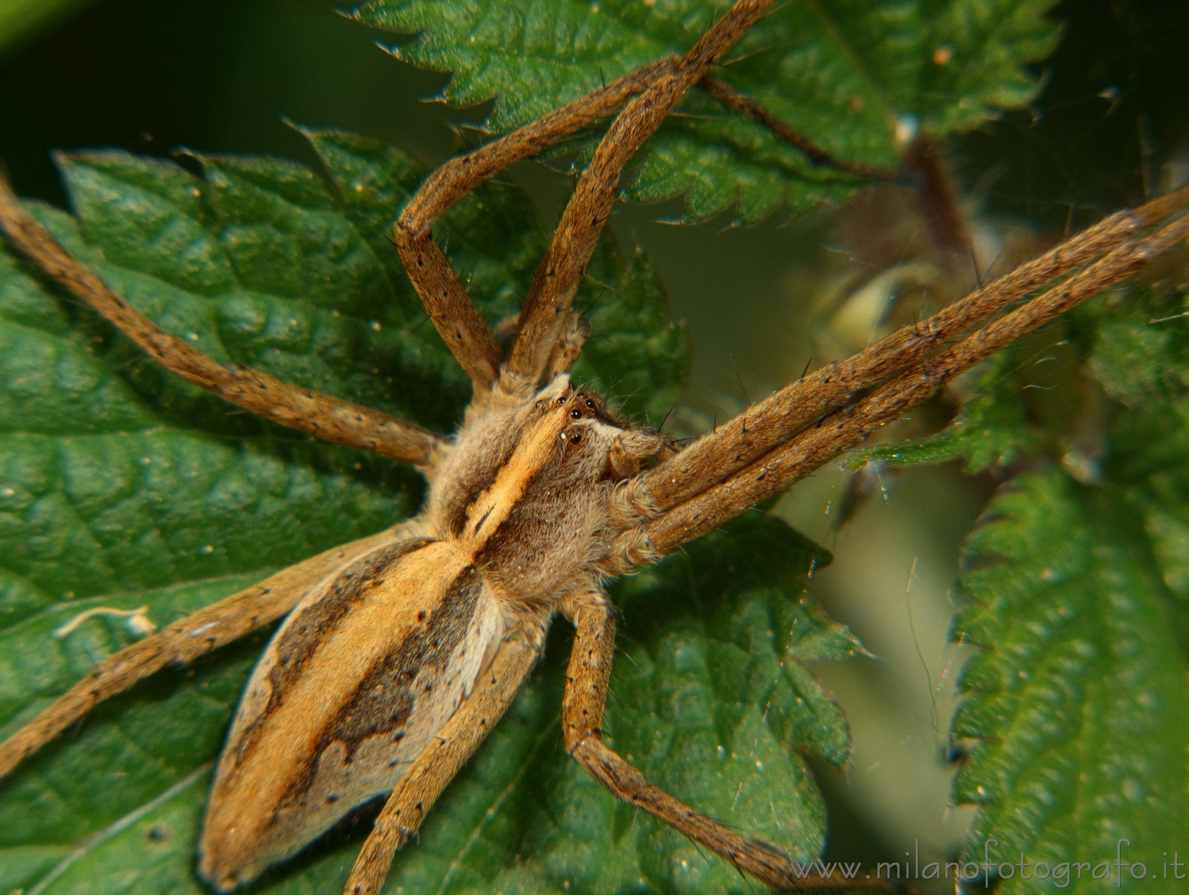 Rosazza (Biella, Italy): Pisaura mirabilis - Rosazza (Biella, Italy)