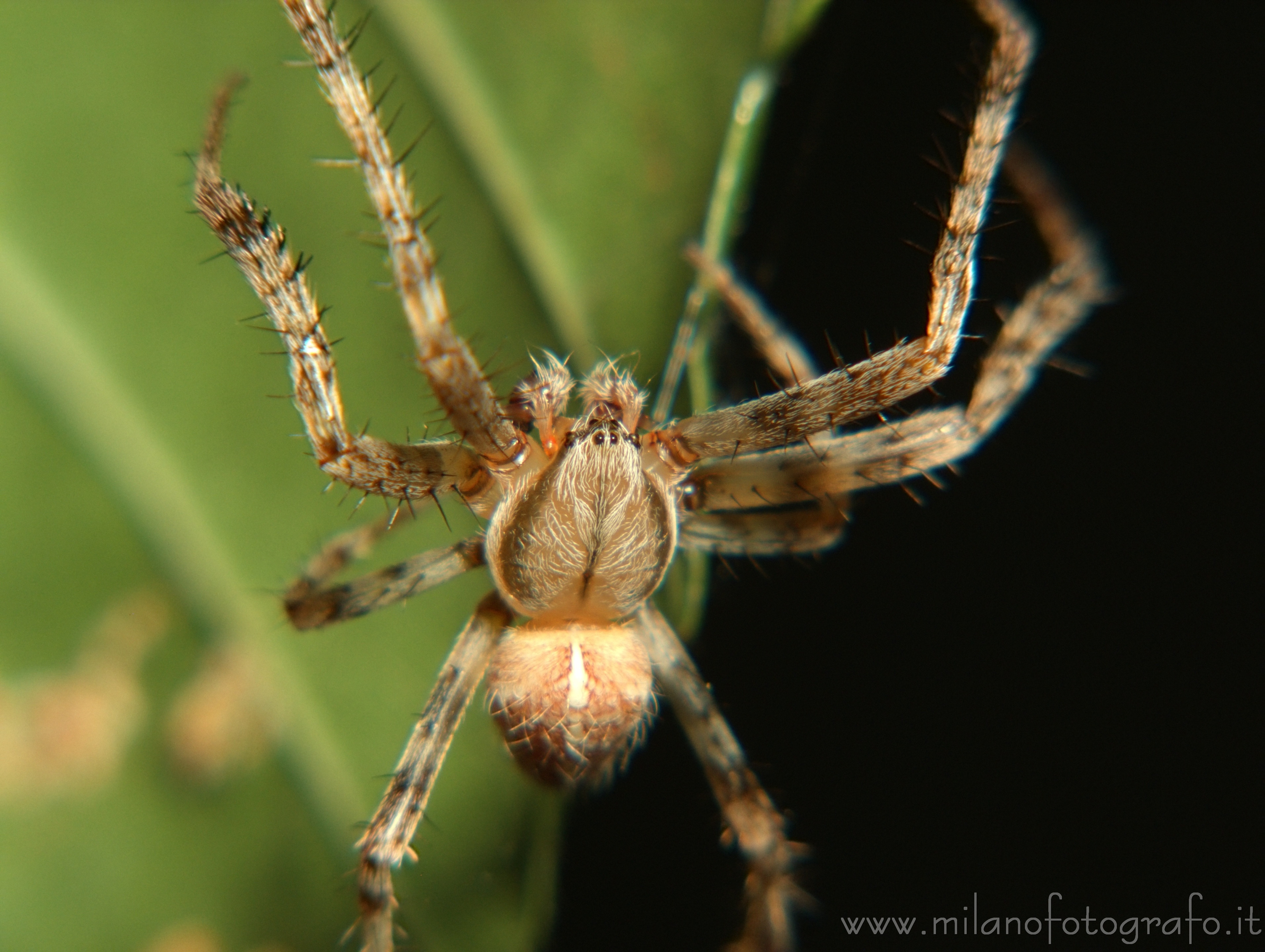 Cadrezzate (Varese, Italy): Spider - Cadrezzate (Varese, Italy)