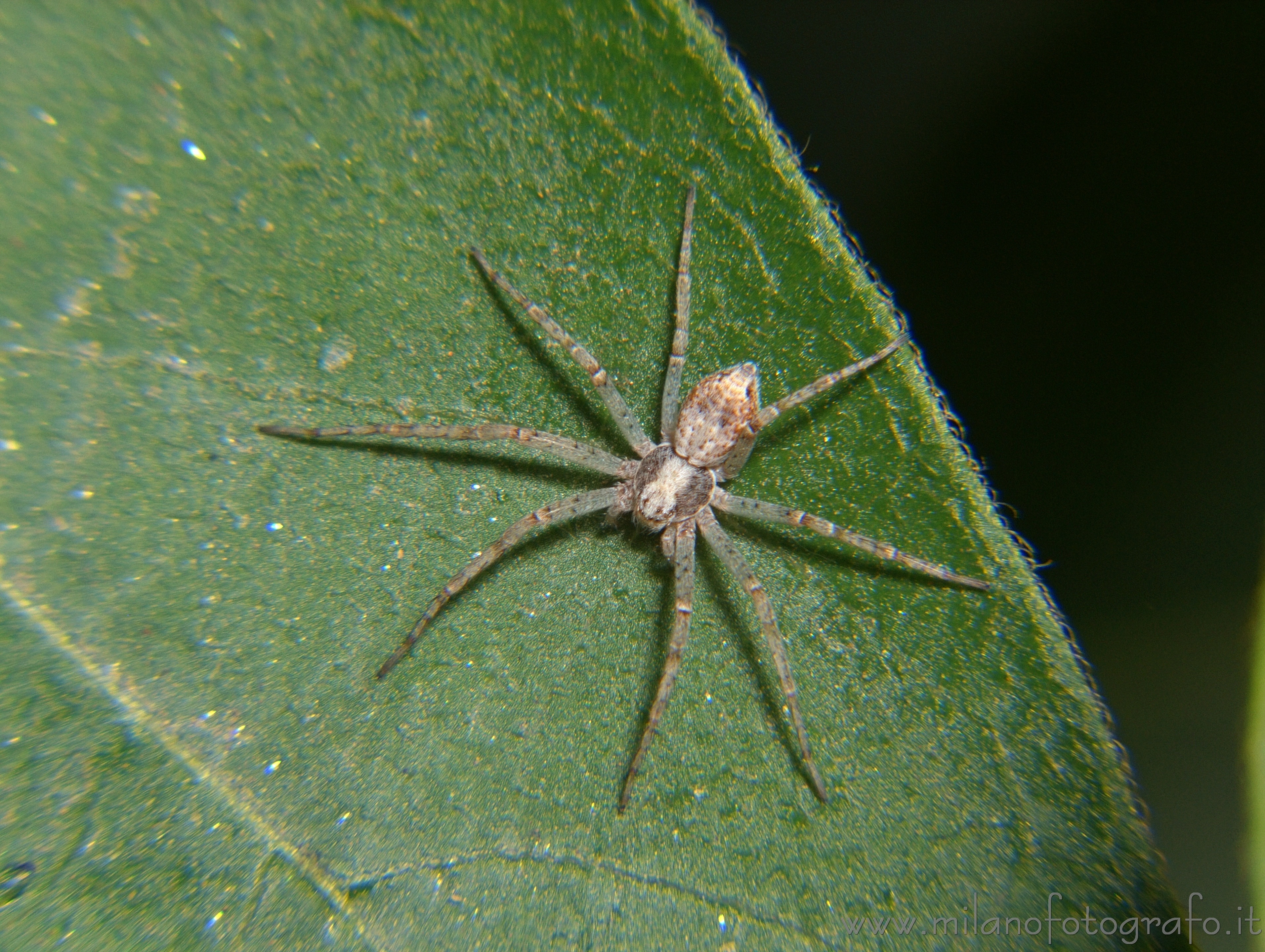 Cadrezzate (Varese, Italy): Small spider - Cadrezzate (Varese, Italy)